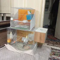 عروس هلندی|پرنده|مشهد, کوشش|دیوار