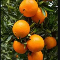 پرتقال سر درختی