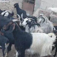 بز وکهره ترکی