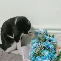 گمشده|گربه|نجف‌آباد, ویلاشهر|دیوار