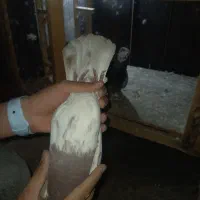 دوعددکبوترکله سرخ|پرنده|مشهد, مشکینی (شهرک غرب)|دیوار