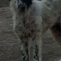 واگذاری سگ ماده قدرجونی