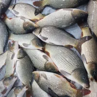 عرضه بچه ماهی کپور تاتا،آمور قزل تمام ماده