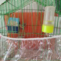 عروس هلندی مرغ عشق فنچ تخم جوجه|پرنده|چناران, |دیوار