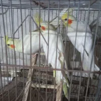 ۲عدد ماده یه نر سخنگو سالم سرحال|پرنده|کاشان, امام خمینی|دیوار