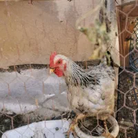 مرغ رسمی جوان|حیوانات مزرعه|قم, شهدا|دیوار