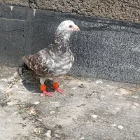 کفتر بوم