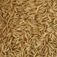 چلتوک برنج علی کاظمی