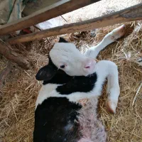 گوساله|حیوانات مزرعه|بندر گز, |دیوار