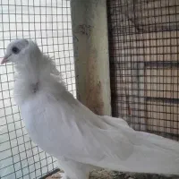 کبوتر شامپیون