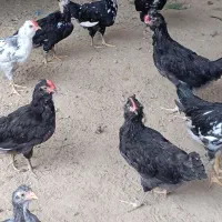 خروس و مرغ محلی