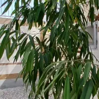 گل طبیعی|گل و گیاه طبیعی|اصفهان, ارغوانیه|دیوار