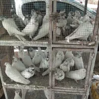 کبوتر|پرنده|بروجن, |دیوار
