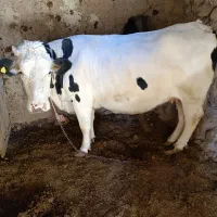 گاوجوان سیمنتال