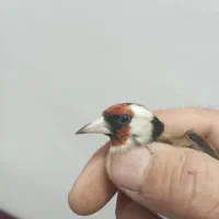 سهره جوجه سال