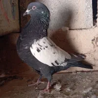 کبوتر سینه ای