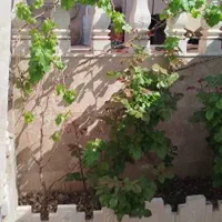 فروش خانه ویلایی ۲ خوابه در بهترین نقطه نادراباد|فروش خانه و ویلا|آشخانه, |دیوار