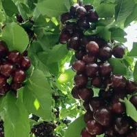 نهال|خدمات باغبانی و درختکاری|انزل, |دیوار