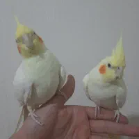 یک جفت عروس هلندی لوتینو مولد|پرنده|فردیس, شهرک راه آهن|دیوار