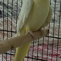 عروس هلندی|پرنده|طبس, |دیوار