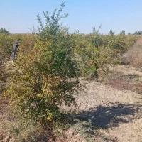 انار ربی|عمده‌فروشی|گنبد کاووس, |دیوار