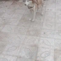 هاسکی زرد چشم یخی|سگ|مشهد, کلاکوب|دیوار