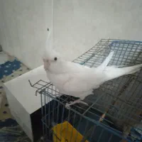 عروس هلندی آلبینو|پرنده|کهنوج, |دیوار