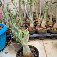 ادنیوم آدنیوم بنسای|گل و گیاه طبیعی|اصفهان, مهدی آباد|دیوار