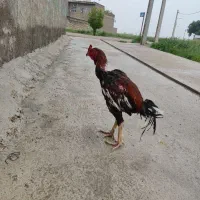 خروس لاری قصاب
