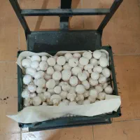 استخدام نیرو خانم و خانواده ((شب خواب))