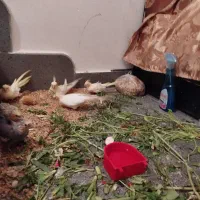 تعدادی عروس هلندی نرو ماده