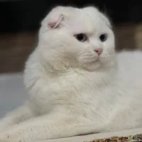 گربه اسکاتیش