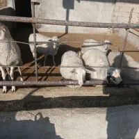 بره ماده های لاکن ولارف|حیوانات مزرعه|سردرود, |دیوار