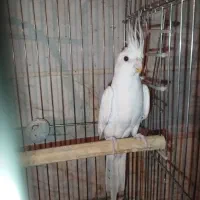 عروس هلندی البینو ماده|پرنده|خرمدره, |دیوار