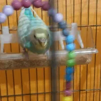 مرغ عشق دست آموز|پرنده|قزوین, |دیوار