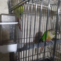 گرینچیک مولد|پرنده|ابهر, |دیوار