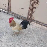 خروس