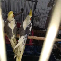 جوجه عروس هلندی 3 ماهه|پرنده|کرج, حصارک بالا|دیوار