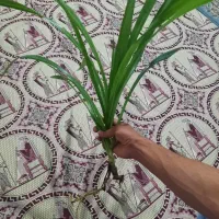 گل پاندانوس