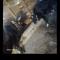 مال ماده ۲ساله