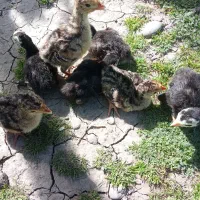 جوجه بوقلمون