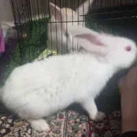 خرگوش نیم لوپ معامله دارم با