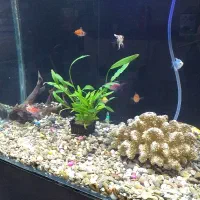 فروش آکواریوم