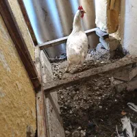 مرغ|حیوانات مزرعه|ماهدشت, |دیوار