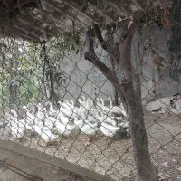 فروش بوقلمون غاز