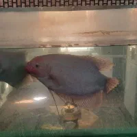 ماهی و آکواریوم