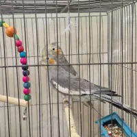 عروس هلندی|پرنده|شاهینشهر, گزبرخوار|دیوار