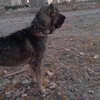 توله سرابی اصیل نوه هوزی|سگ|تهران, جیحون|دیوار