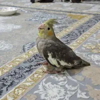 عروس هلندی|پرنده|رشت, کوی مهر|دیوار