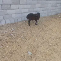بره افشار ماده مناسب داشت